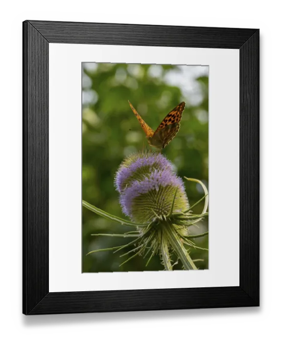 Framed Print : Silver-washed fritillary (Argynnis paphia)
