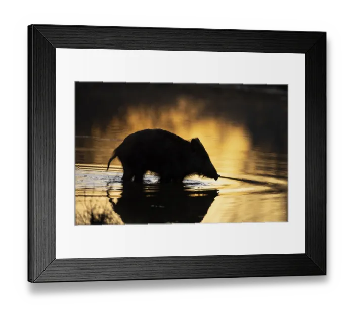 Framed Print : Wild boar (Sus scrofa), water, morning light