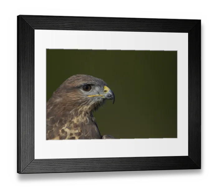 Framed Print : Common buzzard (Buteo buteo) adult bird head portrait