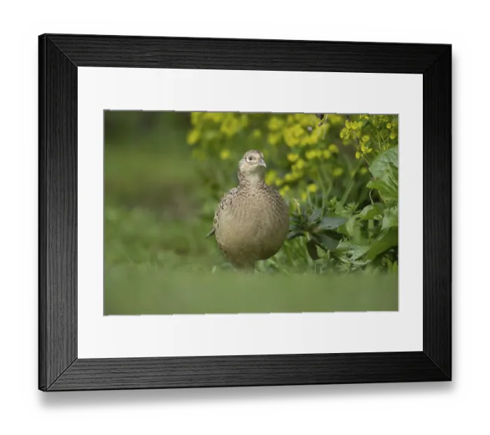 Framed Print : Common pheasant (Phasianus colchicus) adult female bird on a garden grass lawn