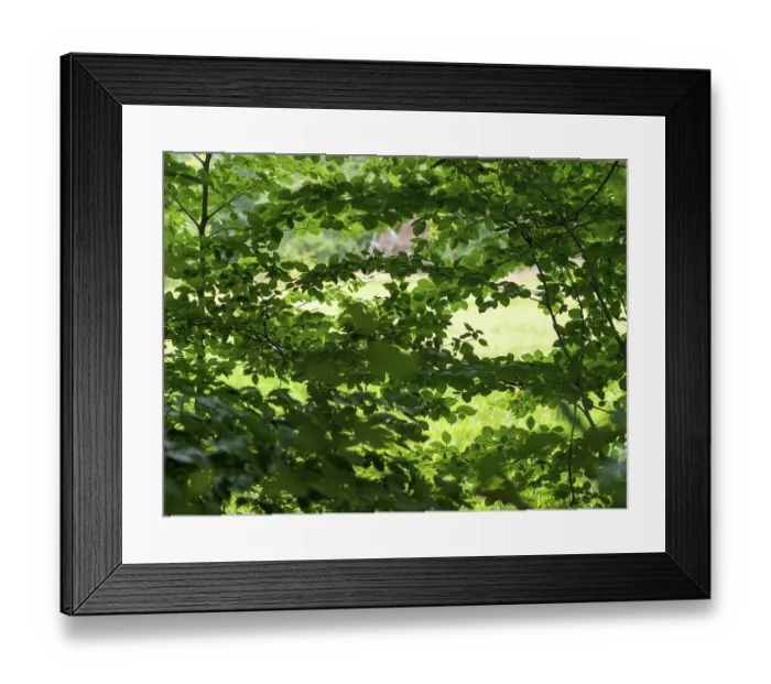 Framed Print : Founder deciduous forest, trees and dense canopy