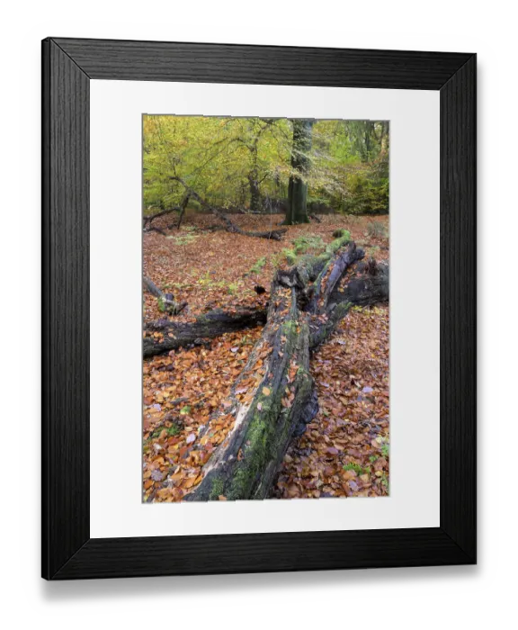 Framed Print : Beech forest in autumn, with deadwood