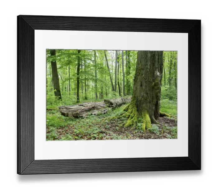 Framed Print : Near-natural deciduous forest, copper beech (Fagus sylvatica) deadwood
