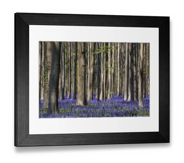 Framed Print : Blue flowering bluebells (Hyacinthoides non-scripta) in the copper beech (Fagus sylvatica) forest Framed Print : Blue flowering bluebells (Hyacinthoides non-scripta) in the copper beech (Fagus sylvatica) forest