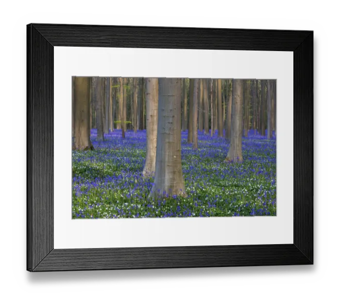 Framed Print : Bush anemone (Anemonoides nemorosa) and blue flowering bluebells (Hyacinthoides non-scripta)