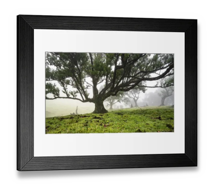 Framed Print : Laurel trees overgrown with moss and plants in the mist Framed Print : Laurel trees overgrown with moss and plants in the mist