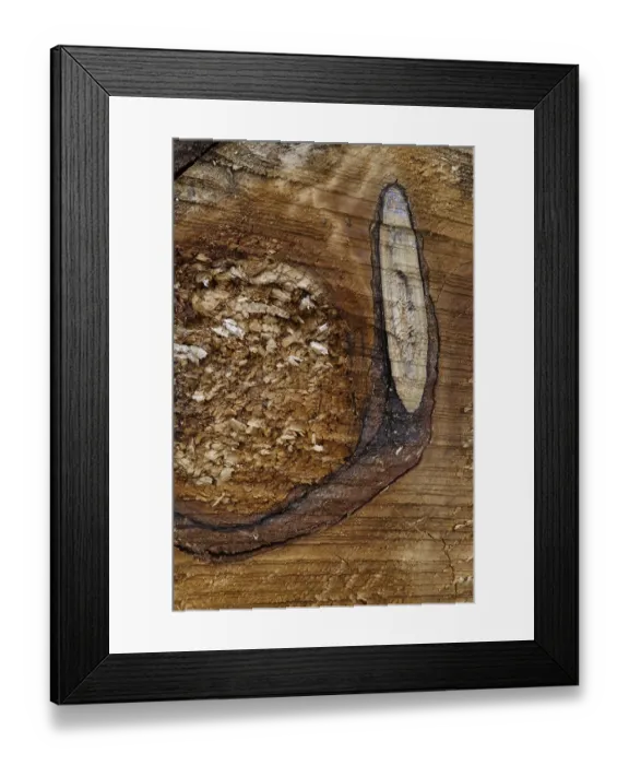 Framed Print : Texture, tree trunk, Lueerwald (Luer Forest) Framed Print : Texture, tree trunk, Lueerwald (Luer Forest)