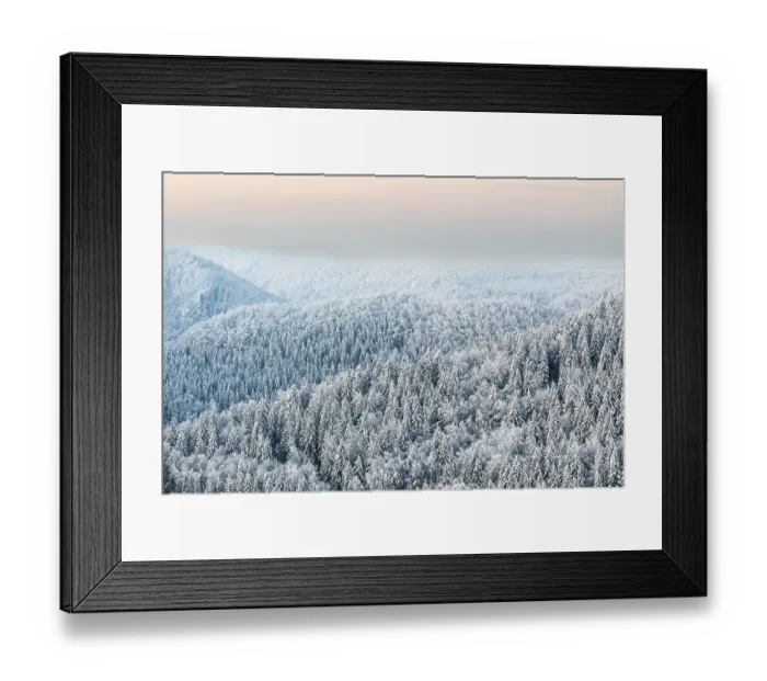Framed Print : Winter spruce (Picea) (Pinaceae) forest