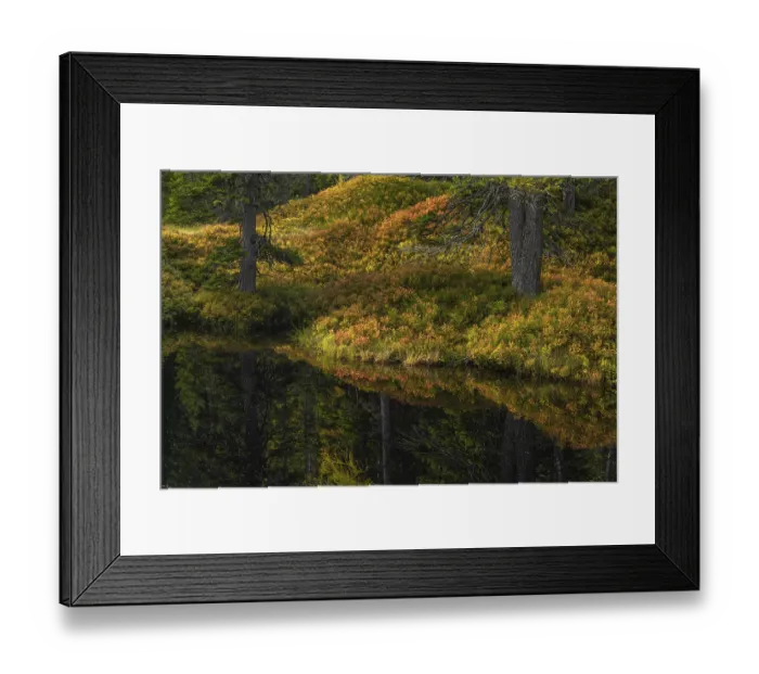 Framed Print : View of an autumnal virgin forest with small ponds
