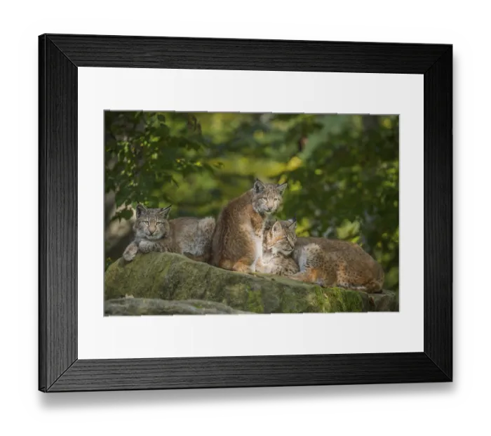 Framed Print : Eurasian Lynx (Lynx lynx), three kittens, captive