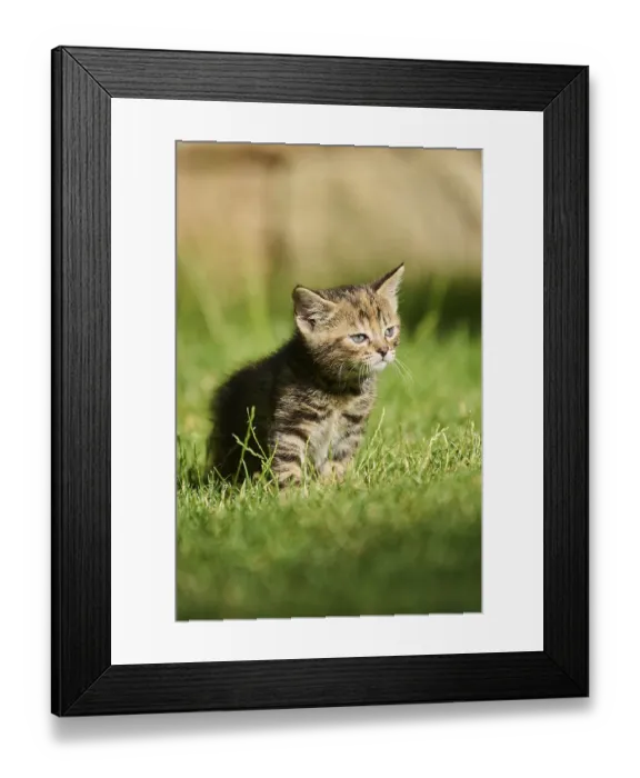 Framed Print : Bengal cat, domestic cat, kitten standing on a meadow