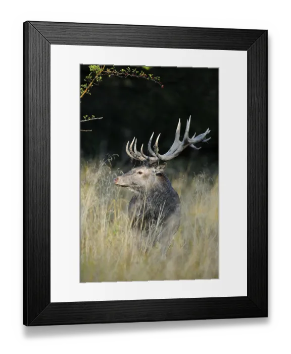 Framed Print : Red deer (Cervus elaphus), rutting stag Framed Print : Red deer (Cervus elaphus), rutting stag