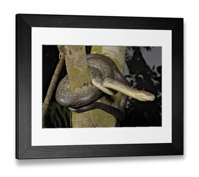 Framed Print : Macklot's python (Liasis mackloti) Papuan Macklot's python (Liasis mackloti) Papuan Framed Print : Macklot's python (Liasis mackloti) Papuan Macklot's python (Liasis mackloti) Papuan