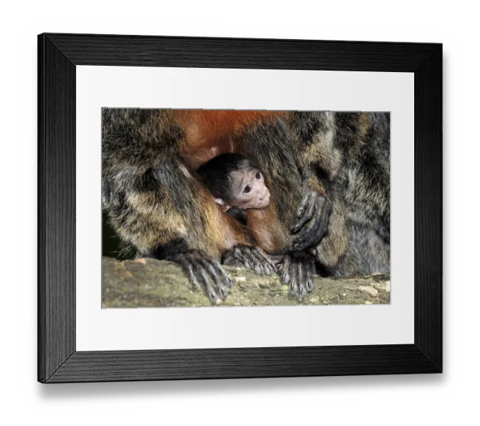 Framed Print : Young Pale-headed Saki (Pithecia pithecia) Framed Print : Young Pale-headed Saki (Pithecia pithecia)