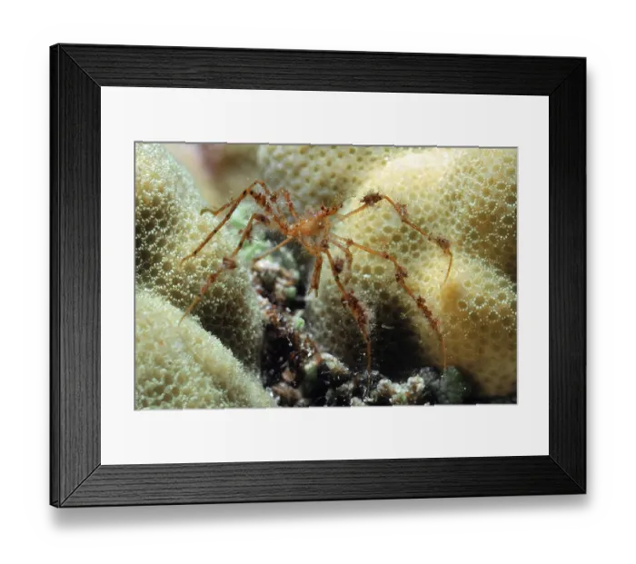Framed Print : Reddish spider crab (Achaeus spinosus)