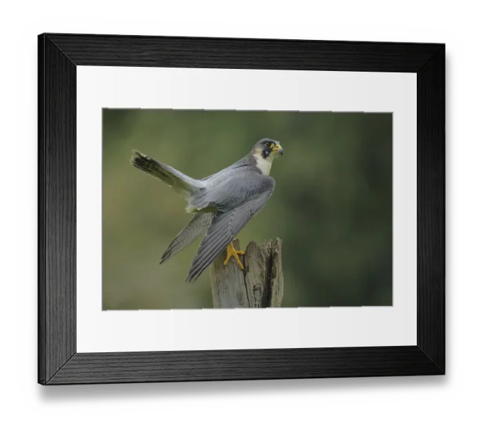 Framed Print : Peregrine falcon (Falco peregrinus)