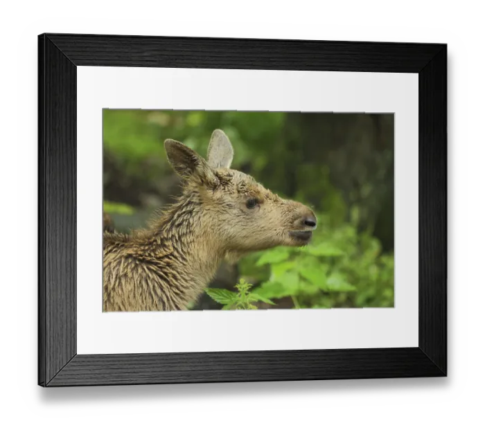 Framed Print : Elk (Alces alces), young animal