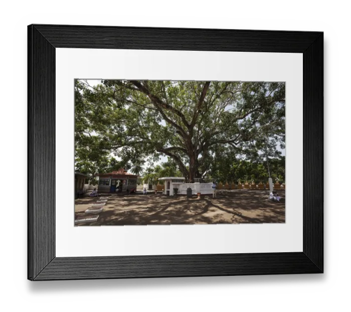 Framed Print : Sacred fig or bodhi (Ficus religiosa) tree