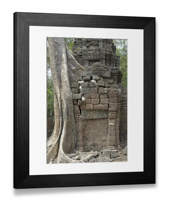 Framed Print : Tetrameles tree (Tetrameles nudiflora)