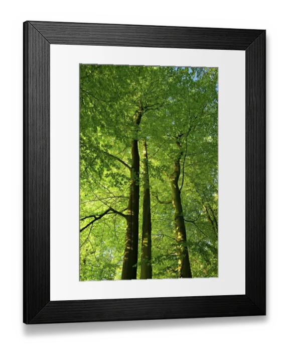 Framed Print : Untouched beech forest, view of the tree tops