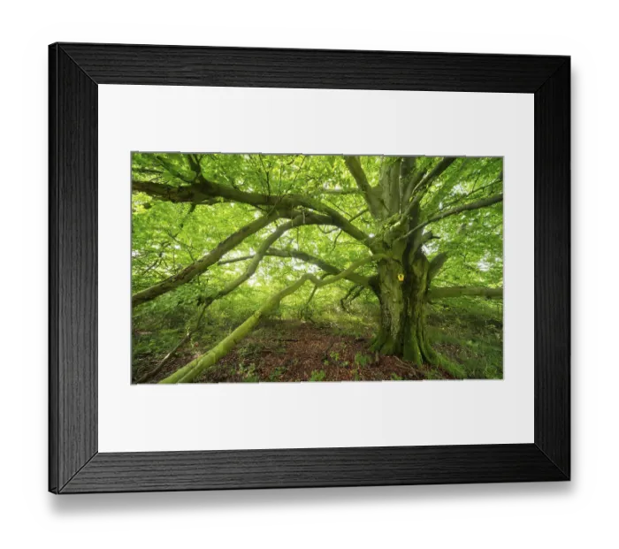 Framed Print : Gnarled old beech tree in a former hut forest Framed Print : Gnarled old beech tree in a former hut forest