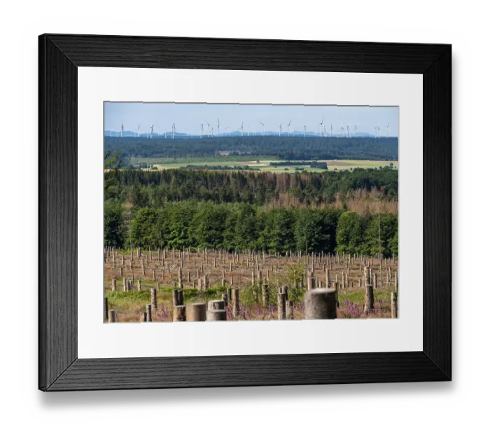 Framed Print : Cleared forest in the Eggegebirge Framed Print : Cleared forest in the Eggegebirge