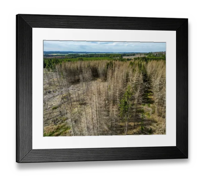 Framed Print : Cleared forest in the Eggegebirge