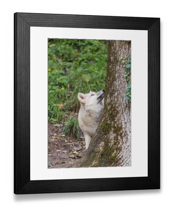 Framed Print : One arctic wolf (Canis lupus arctos) standing in a forest