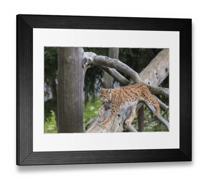 Framed Print : One Eurasian lynx, (Lynx lynx)