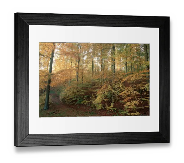 Framed Print : Beech forest in autumn, Lower Saxony (Fagus sylvatica) Framed Print : Beech forest in autumn, Lower Saxony (Fagus sylvatica)