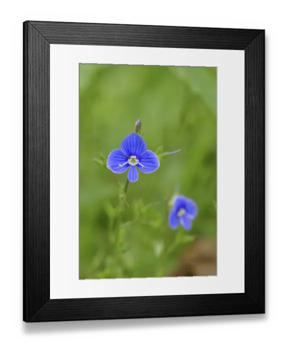 Framed Print : Flower of Gamander speedwell (Veronica chamaedrys)
