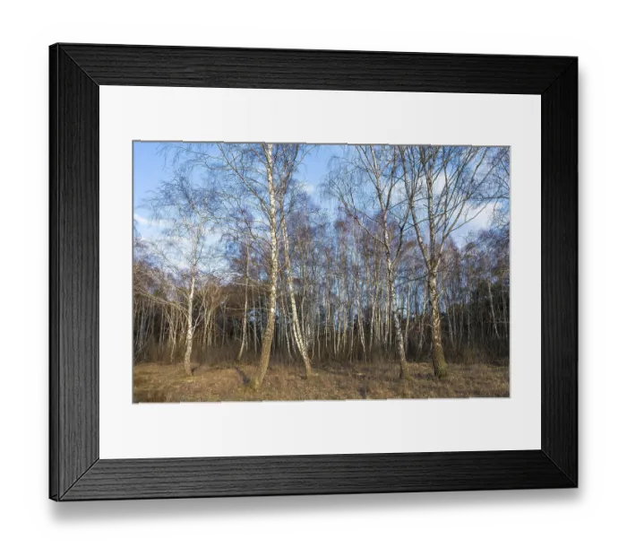 Framed Print : Downy birches (Betula pubescens) in winter Framed Print : Downy birches (Betula pubescens) in winter