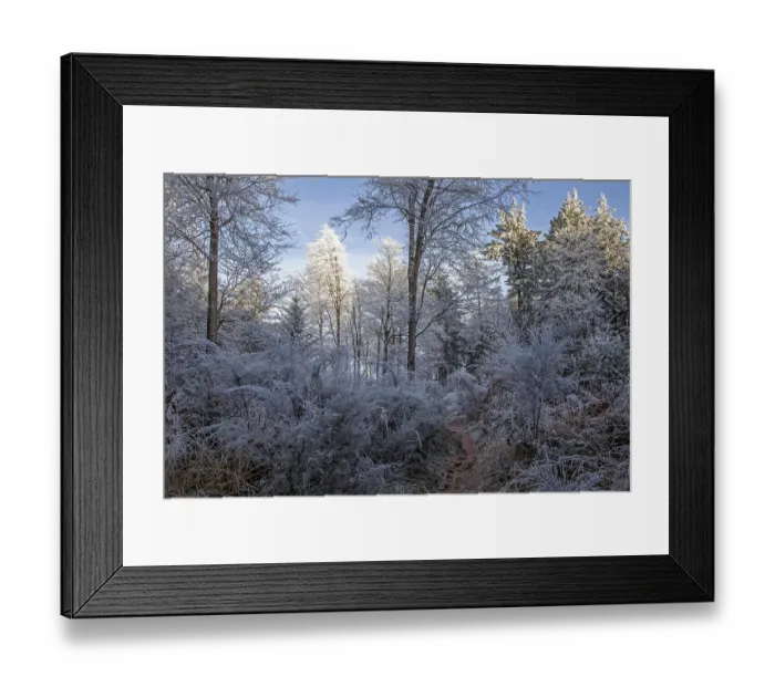 Framed Print : Winter, trees with hoarfrost in the forest Framed Print : Winter, trees with hoarfrost in the forest