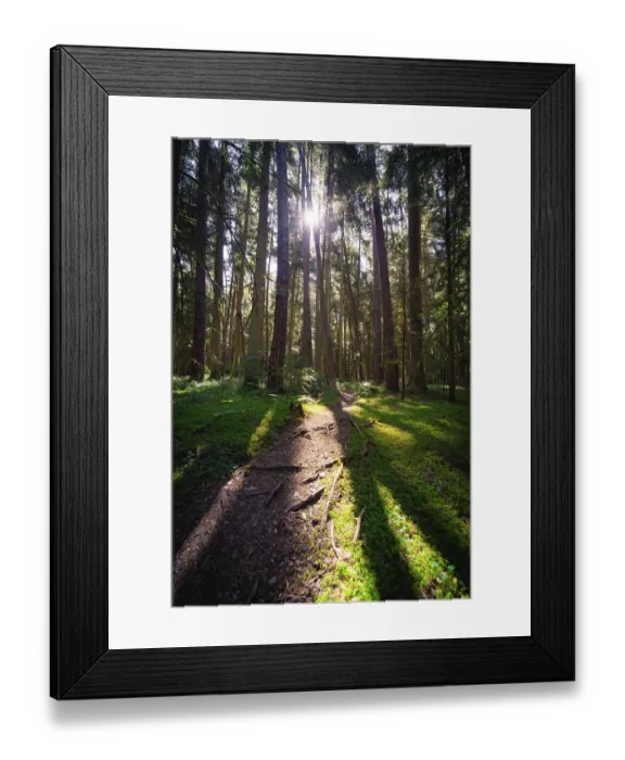 Framed Print : Rays of sunlight penetrate the treetops and cast shadows on a forest path Framed Print : Rays of sunlight penetrate the treetops and cast shadows on a forest path