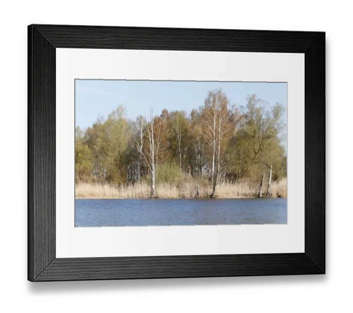 Framed Print : Mixed forest of willows and birches on the banks of the Peene