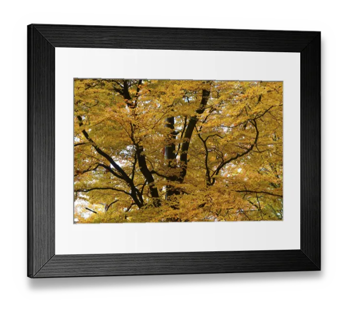Framed Print : Tree branches covered with a thick layer of golden autumn leaves
