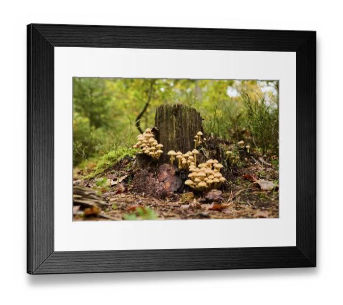 Framed Print : Sulphur tuft (Hypholoma fasciculare) mushrooms on an old tree trunk in a forest