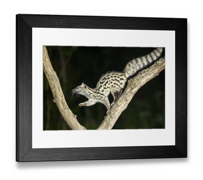 Framed Print : Common genet (Genetta genetta) Framed Print : Common genet (Genetta genetta)