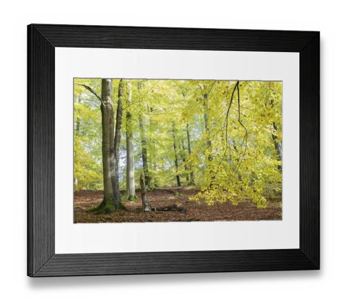 Framed Print : Autumn in beech (Fagus sp.) forest
