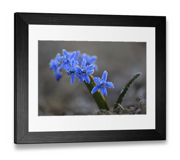 Framed Print : Squill (Scilla), asparagus family