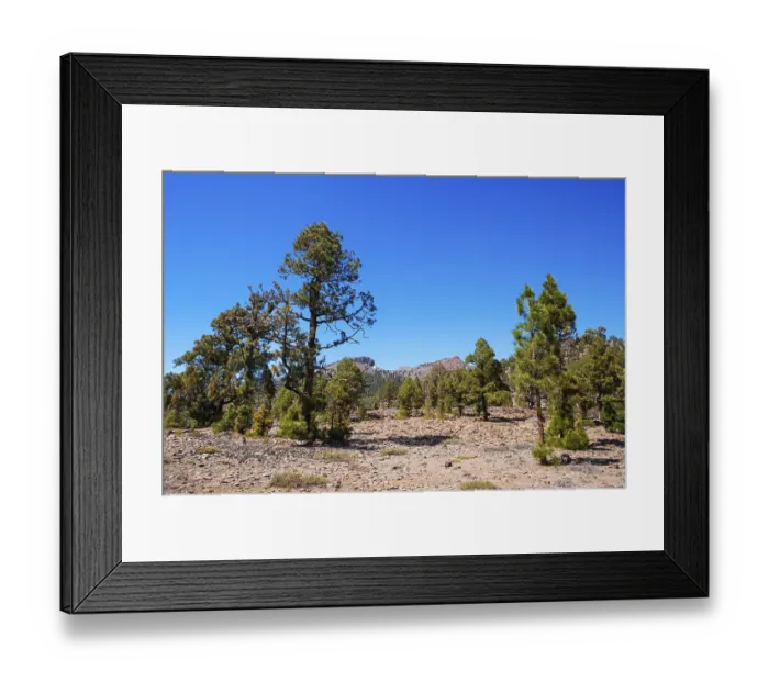 Framed Print : Canary (Pinus canariensis) pine forest on the way to the Sombrero de Chasna