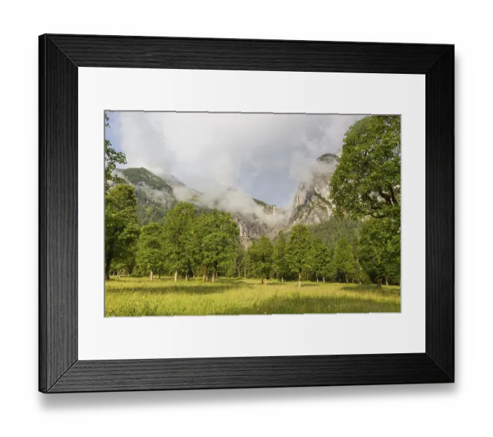 Framed Print : Sycamore maple trees, Acer pseudoplatanus