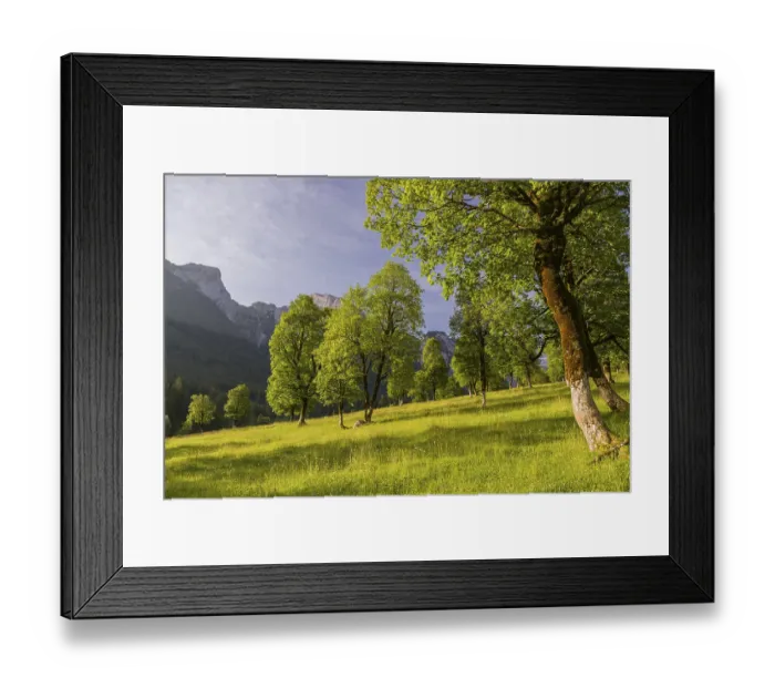 Framed Print : Sycamore maple trees, Acer pseudoplatanus