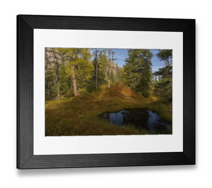 Framed Print : View of an autumnal virgin forest with small ponds