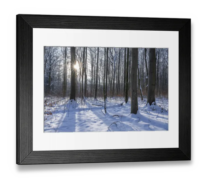 Framed Print : Deciduous forest in winter, snow Framed Print : Deciduous forest in winter, snow