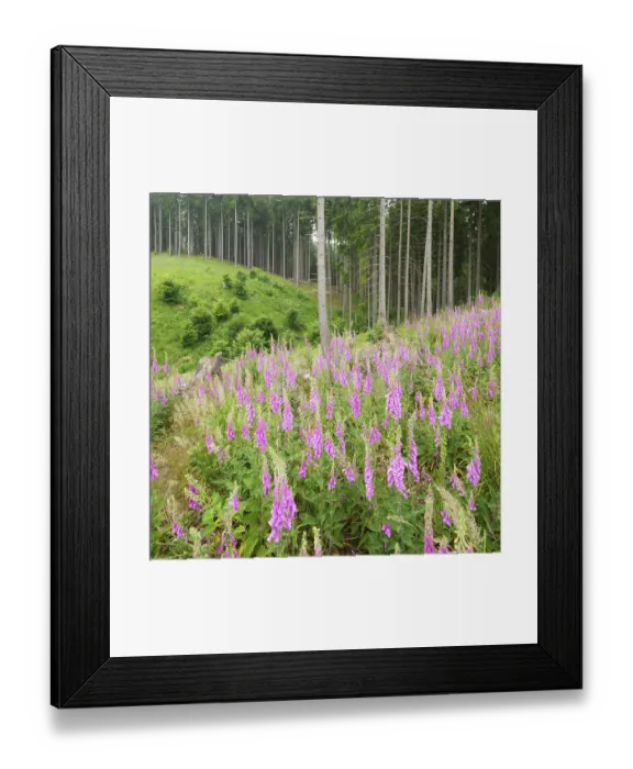 Framed Print : Clear cutting in a spruce forest Framed Print : Clear cutting in a spruce forest