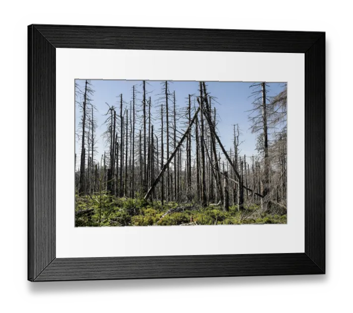 Framed Print : Dead spruce trees due to bark beetle infestation Framed Print : Dead spruce trees due to bark beetle infestation