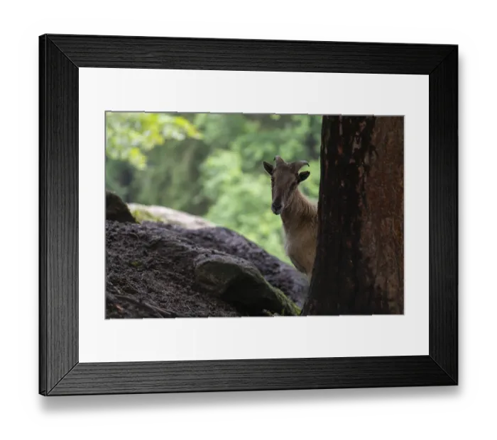 Framed Print : A female Himalayan tahr (Hemitragus jemlahicus) stands hidden behind a tree at a forest edge