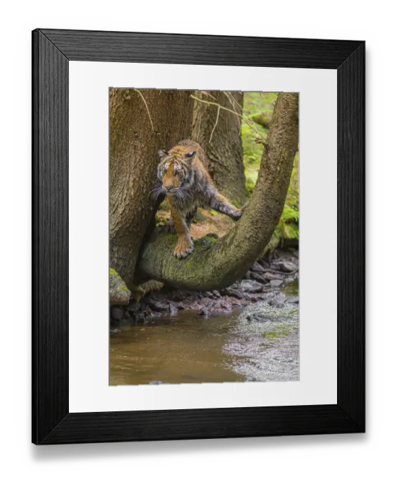 Framed Print : One young female Siberian Tiger