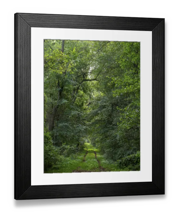 Framed Print : Deciduous forest and hiking trail in the Spreewald biosphere reserve